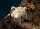 Aragonite et calcite -3