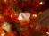 Photo 1/7 : Quartz, Grenat, Orthose, Fluorite