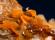 Photo 4/7 : Wulfenite, Baryte, Cerusite -8