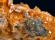 Photo 7/7 : Wulfenite, Baryte, Cerusite -8